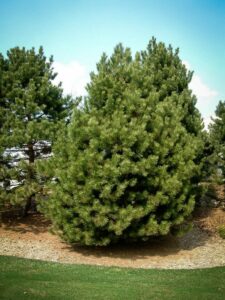 Сосна Чёрная (Pinus Nigra) купить по цене от 270.00р. в интернет-магазине «Посадика» с доставкой почтой в в Алейске и по всей России – [изображение №1].