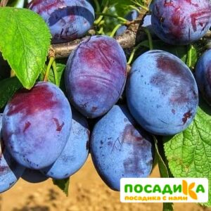 Слива Чачакская ранняя купить по цене от 229.00р. в интернет-магазине «Посадика» с доставкой почтой в в Алейске и по всей России – [изображение №1].