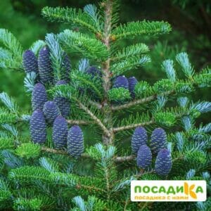 Пихта корейская (Abies koreana) купить по цене от 450.00р. в интернет-магазине «Посадика» с доставкой почтой в в Алейске и по всей России – [изображение №1].