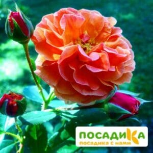 Роза Арабия купить по цене от 350.00р. в интернет-магазине «Посадика» с доставкой почтой в в Алейске и по всей России – [изображение №1].