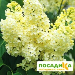 Сирень Примроуз (Primrose) купить по цене от 529.00р. в интернет-магазине «Посадика» с доставкой почтой в в Алейске и по всей России – [изображение №1].