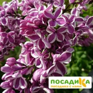 Сирень Сенсация купить по цене от 529.00р. в интернет-магазине «Посадика» с доставкой почтой в в Алейске и по всей России – [изображение №1].