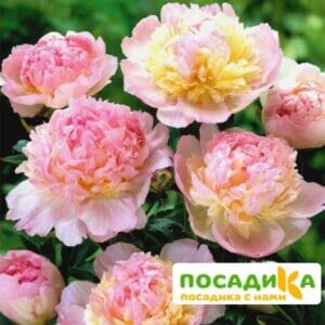 Пион Распберри Сандей (Paeonia Raspberry Sundae) купить по цене от 959р. в интернет-магазине «Посадика» с доставкой почтой в в Алейске и по всей России – [изображение №1].