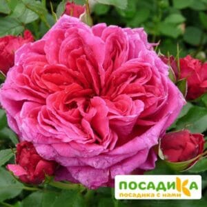 Шраб Роза Соул купить по цене от 390.00р. в интернет-магазине «Посадика» с доставкой почтой в в Алейске и по всей России – [изображение №1].