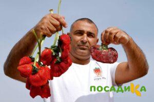 Клубника Гигант Джорнея купить по цене от 266р. в интернет-магазине «Посадика» с доставкой почтой в в Алейске и по всей России – [изображение №1].