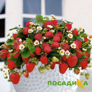 Клубника Рубиновый Шепот (горшечная) купить по цене от 240р. в интернет-магазине «Посадика» с доставкой почтой в в Алейске и по всей России – [изображение №1].