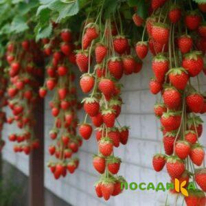Клубника вьющаяся Комплимент купить по цене от 470р. в интернет-магазине «Посадика» с доставкой почтой в в Алейске и по всей России – [изображение №1].