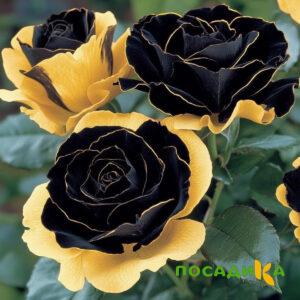 Роза Ханни Сикл купить по цене от 700р. в интернет-магазине «Посадика» с доставкой почтой в в Алейске и по всей России – [изображение №1].