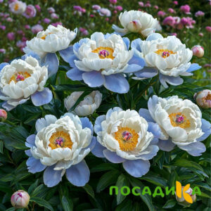 Пион акварельный Этюд купить по цене от 806р. в интернет-магазине «Посадика» с доставкой почтой в в Алейске и по всей России – [изображение №1].