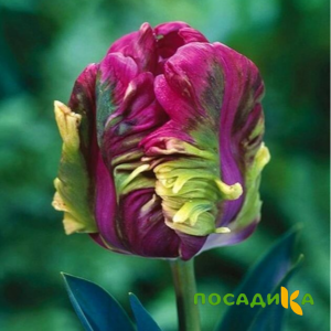 Тюльпан Экзотик Хэвен купить по цене от 186р. в интернет-магазине «Посадика» с доставкой почтой в в Алейске и по всей России – [изображение №1].