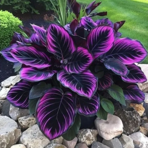 Хоста Люминоза купить по цене от 450р. в интернет-магазине «Посадика» с доставкой почтой в в Алейске и по всей России – [изображение №1].