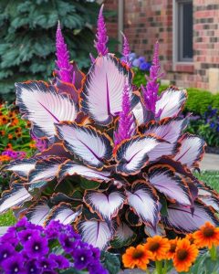 Хоста Кримэн Дрим купить по цене от 549р. в интернет-магазине «Посадика» с доставкой почтой в в Алейске и по всей России – [изображение №1].