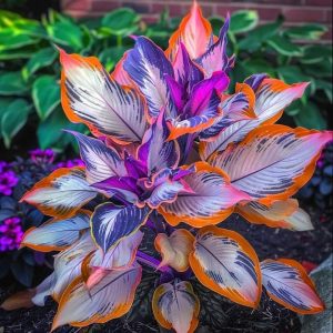 Хоста Эмеральд Тиара купить по цене от 602р. в интернет-магазине «Посадика» с доставкой почтой в в Алейске и по всей России – [изображение №1].