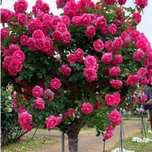 Роза Версаля купить по цене от 232р. в интернет-магазине «Посадика» с доставкой почтой в в Алейске и по всей России – [изображение №1].