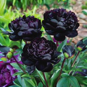 Пион Королевский Бархат купить по цене от 419р. в интернет-магазине «Посадика» с доставкой почтой в в Алейске и по всей России – [изображение №1].