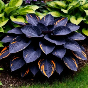 Хоста Умбра купить по цене от 349р. в интернет-магазине «Посадика» с доставкой почтой в в Алейске и по всей России – [изображение №1].