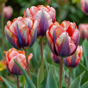 Тюльпан Эбисан Грэйс купить по цене от 217р. в интернет-магазине «Посадика» с доставкой почтой в в Алейске и по всей России – [изображение №1].