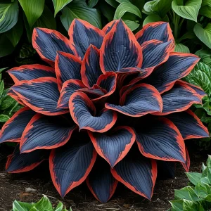 Хоста Солнечный Агат купить по цене от 440р. в интернет-магазине «Посадика» с доставкой почтой в в Алейске и по всей России – [изображение №1].