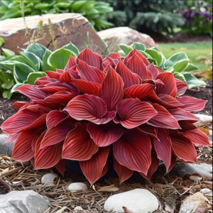 Хоста Рэд Эйнджл купить по цене от 549р. в интернет-магазине «Посадика» с доставкой почтой в в Алейске и по всей России – [изображение №1].