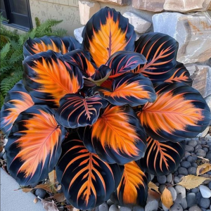 Хоста Сикрет Форест купить по цене от 601р. в интернет-магазине «Посадика» с доставкой почтой в в Алейске и по всей России – [изображение №1].