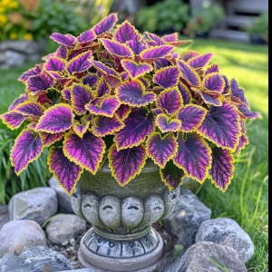 Хоста Рейдянт Чарм купить по цене от 365р. в интернет-магазине «Посадика» с доставкой почтой в в Алейске и по всей России – [изображение №1].