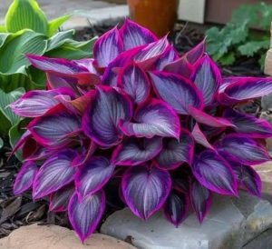 Хоста Сикрет Гарденс купить по цене от 549р. в интернет-магазине «Посадика» с доставкой почтой в в Алейске и по всей России – [изображение №1].