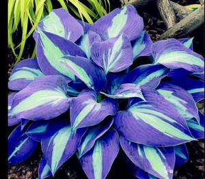 Хоста Аурелия купить по цене от 450р. в интернет-магазине «Посадика» с доставкой почтой в в Алейске и по всей России – [изображение №1].